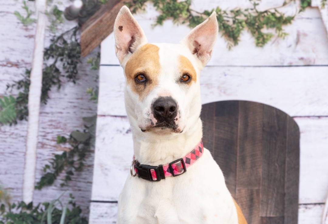*Ginny, Adult Female unknown