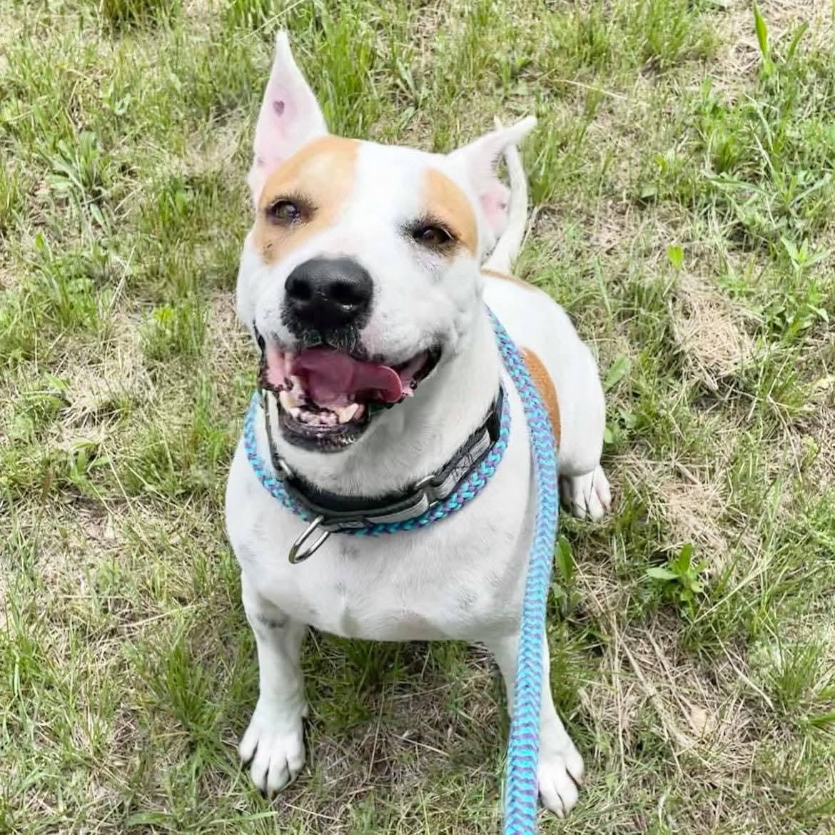 *Ginny, Adoptable, Adult Female Pit Bull Terrier.