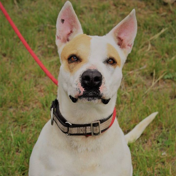 Enlarge *Ginny, a Adoptable mixed breed in Justin, TX image 3/5