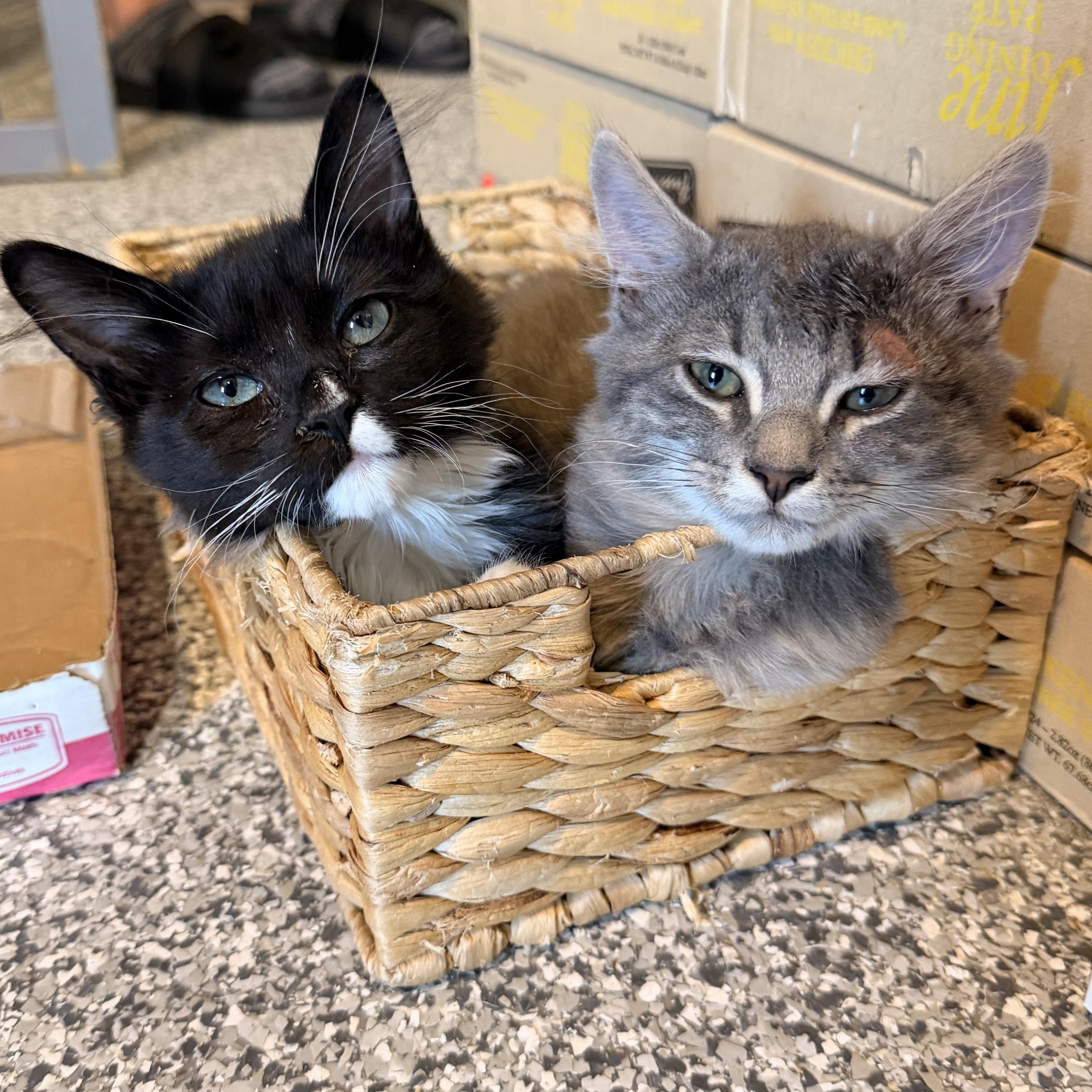 Enlarge Nori (bonded to Luna), a Adoptable Domestic Medium Hair in Austin, TX image 3/5