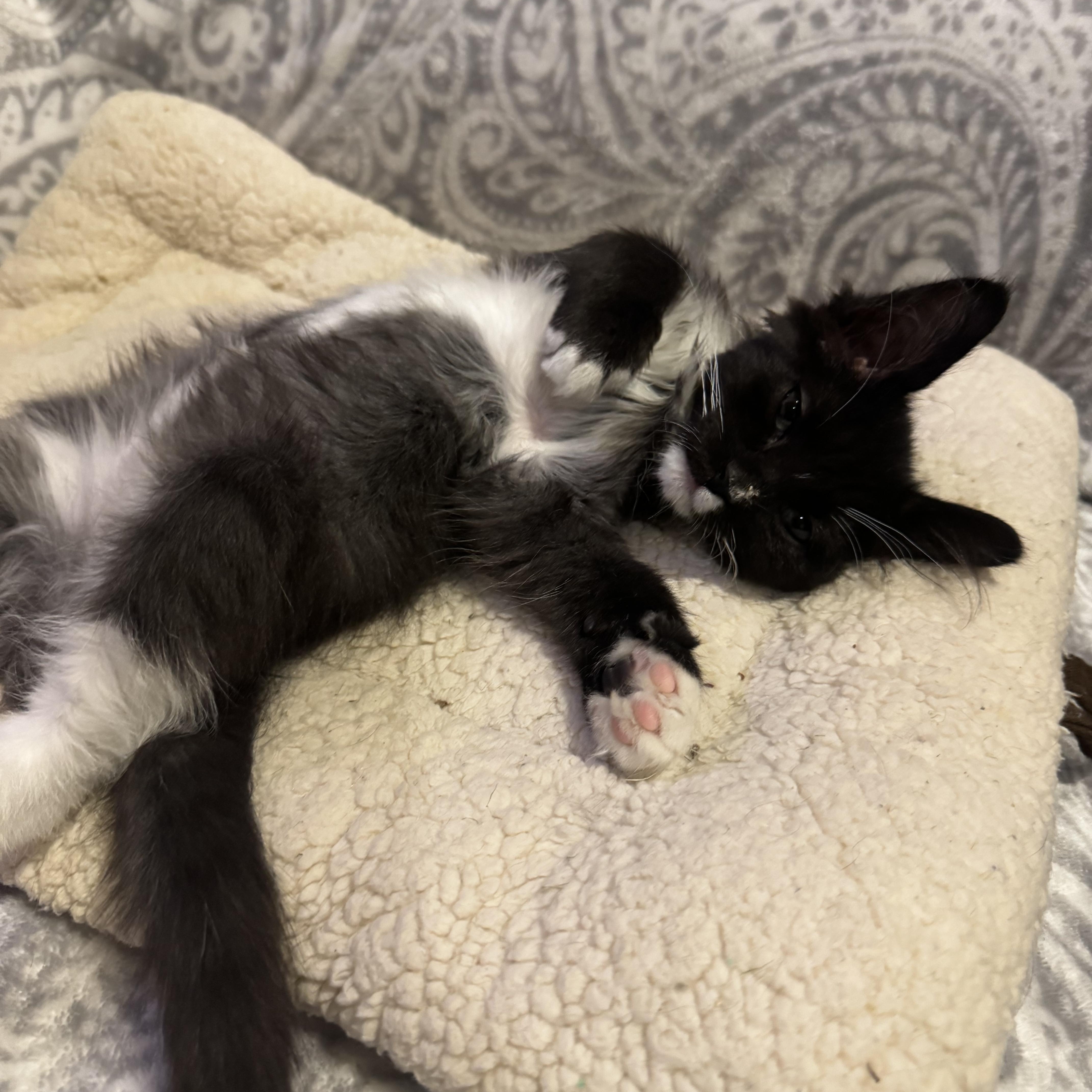 Enlarge Nori (bonded to Luna), a Adoptable Domestic Medium Hair in Austin, TX image 4/5