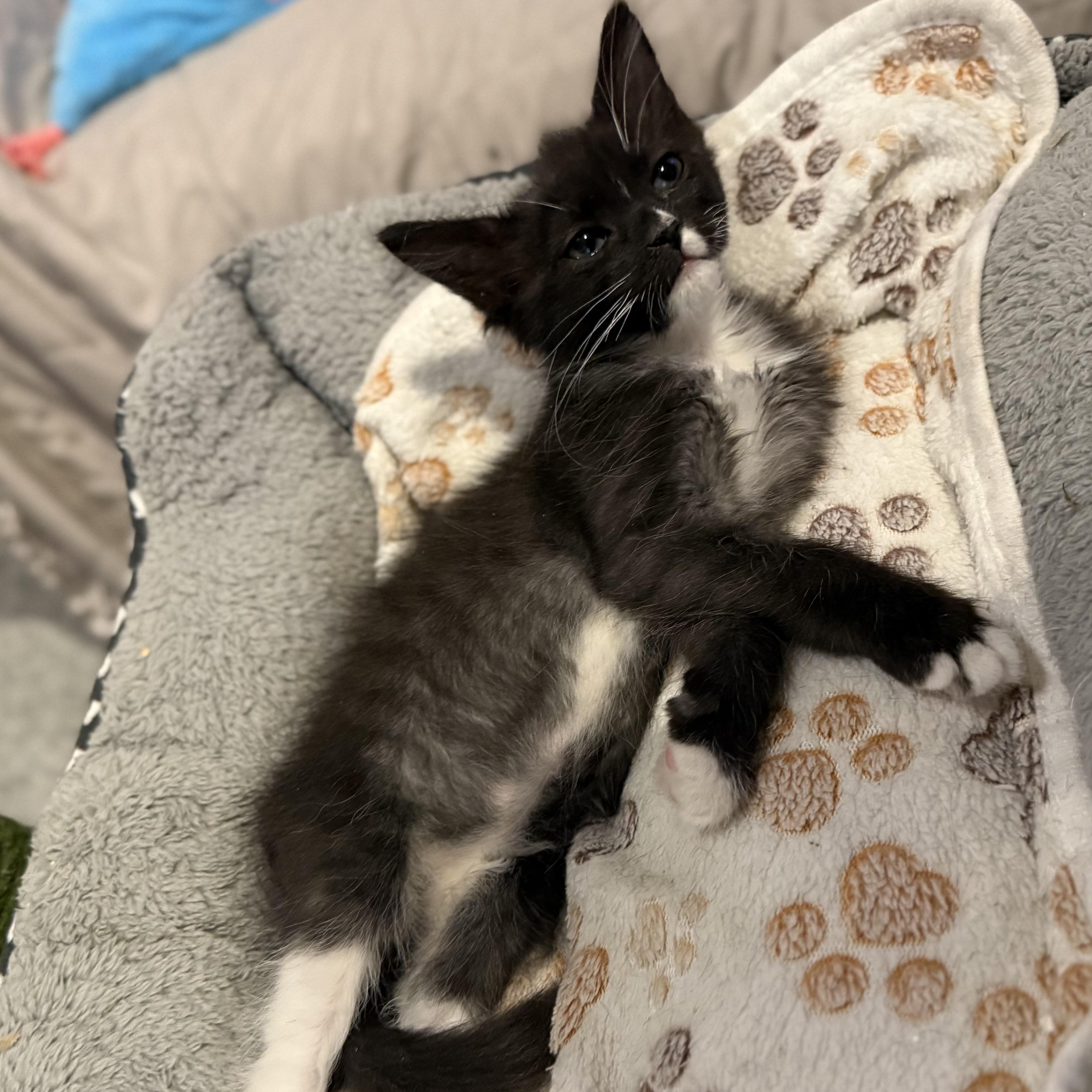 Enlarge Nori (bonded to Luna), a Adoptable Domestic Medium Hair in Austin, TX image 5/5