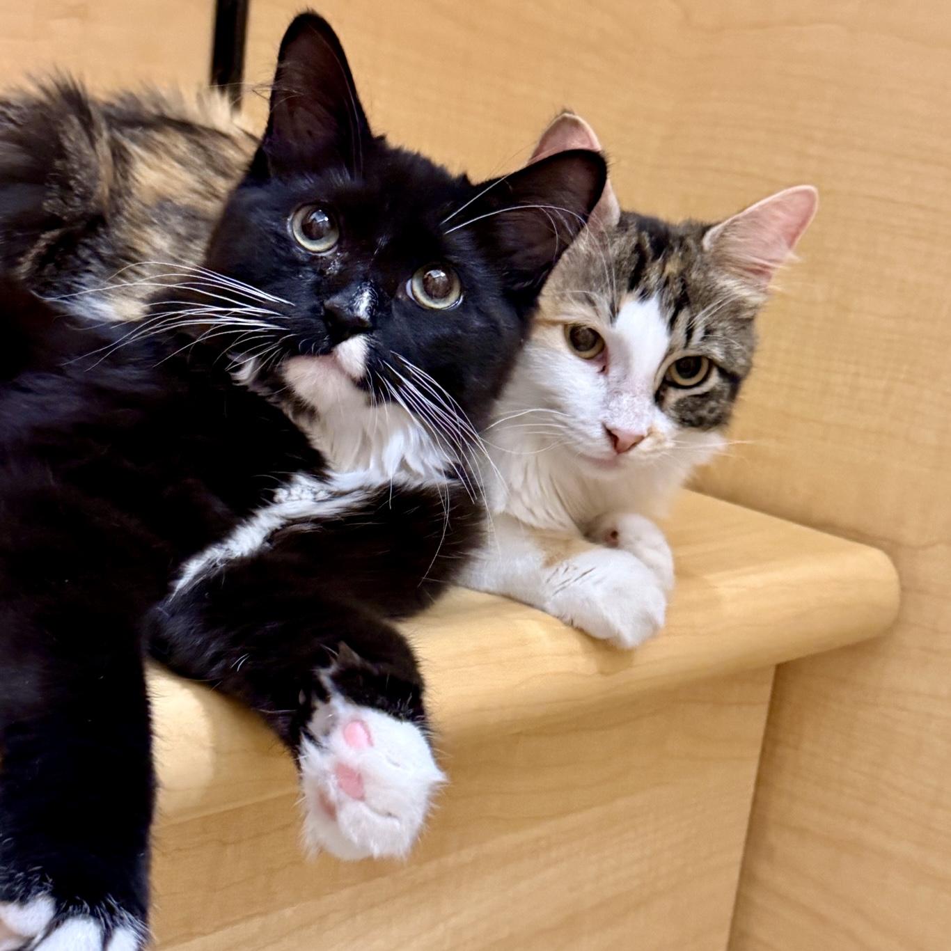 Enlarge Nori (bonded to Luna), a Adoptable Domestic Medium Hair in Austin, TX image 1/5