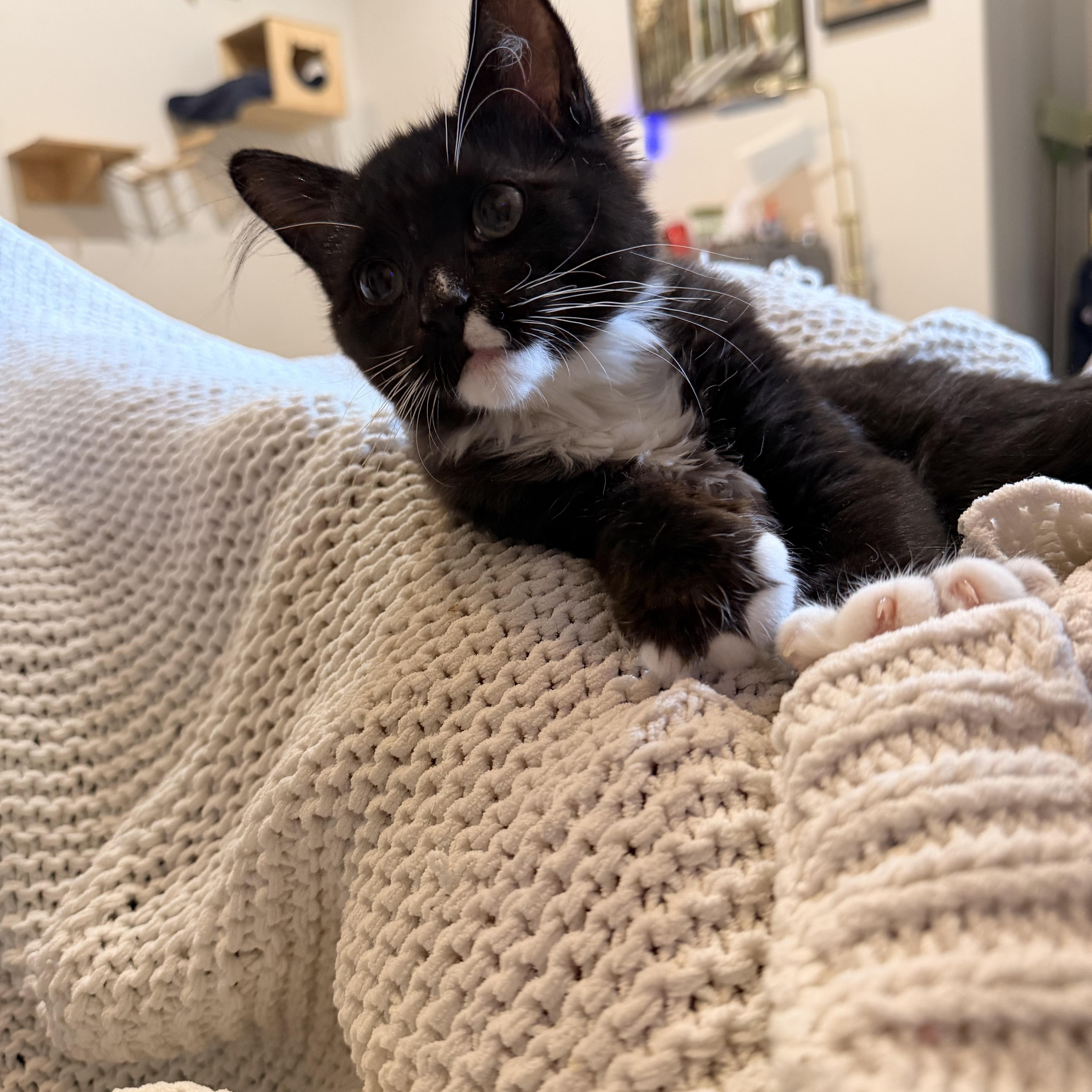 Enlarge Nori (bonded to Luna), a Adoptable Domestic Medium Hair in Austin, TX image 2/5