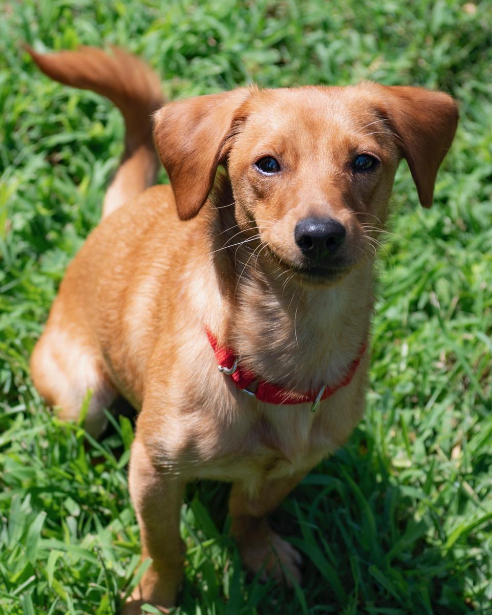 Fiona, a Adoptable mixed breed in Winston-Salem, NC image 3/6