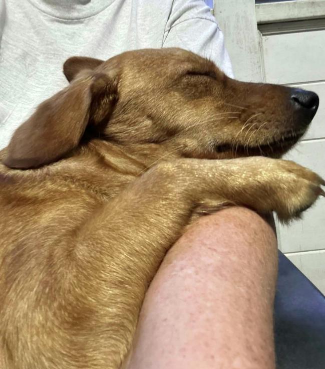 Fiona, a Adoptable mixed breed in Winston-Salem, NC image 5/6