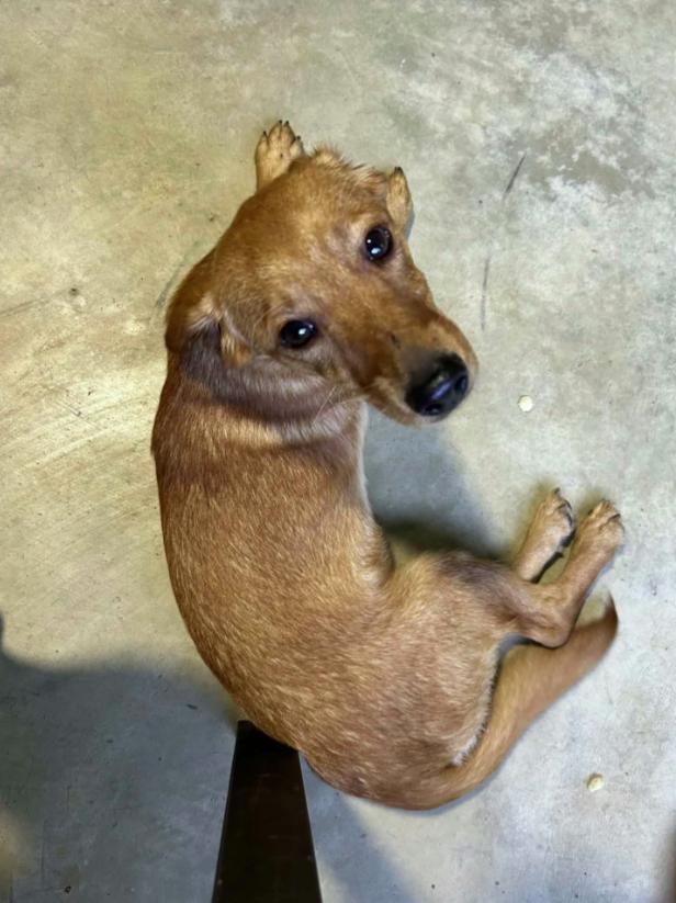 Fiona, a Adoptable mixed breed in Winston-Salem, NC image 6/6