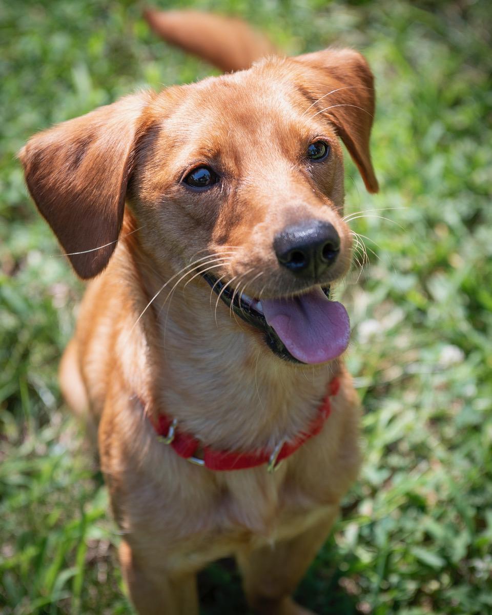 Fiona, Adoptable, Young Female Dachshund.