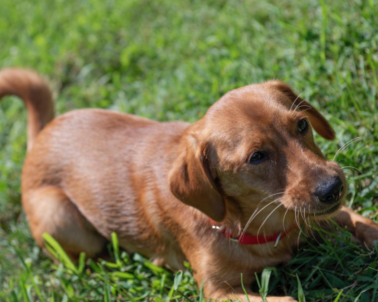 Fiona, a Adoptable mixed breed in Winston-Salem, NC image 2/6