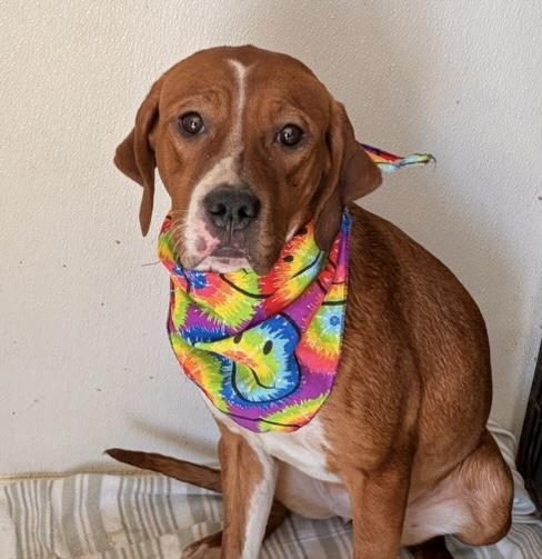 Keira, ADOPTABLE, Young Female Labrador Retriever & Hound.