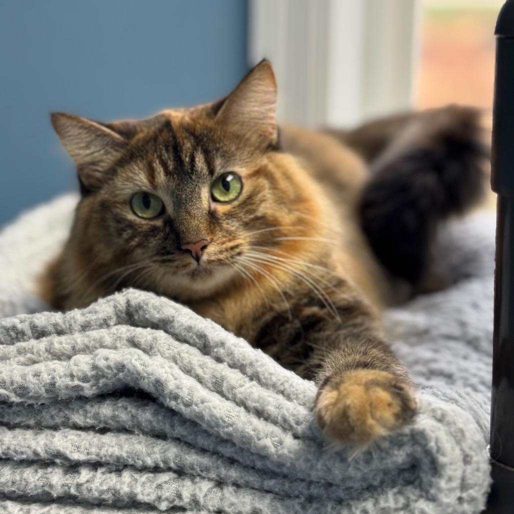 Enlarge Ramona, a Adoptable Domestic Long Hair in Milford, IA image 1/6