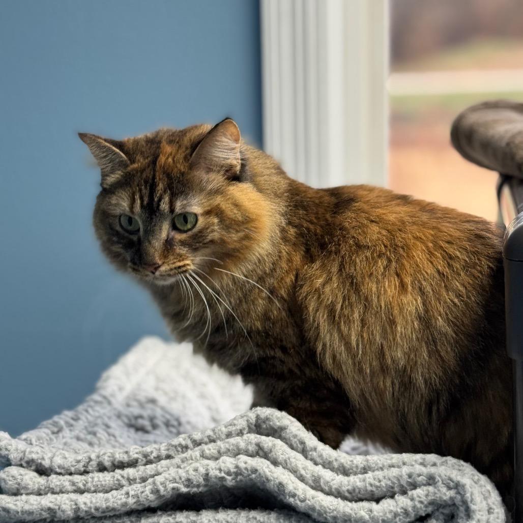 Enlarge Ramona, a Adoptable Domestic Long Hair in Milford, IA image 2/6