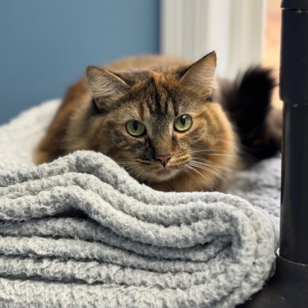 Enlarge Ramona, a Adoptable Domestic Long Hair in Milford, IA image 3/6