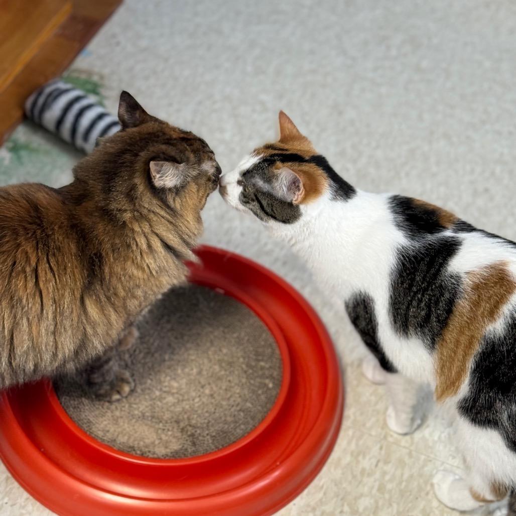 Enlarge Ramona, a Adoptable Domestic Long Hair in Milford, IA image 4/6