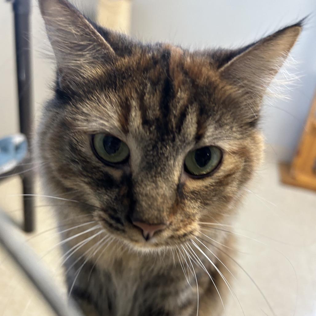 Ramona, Adoptable, Young Female Domestic Long Hair.