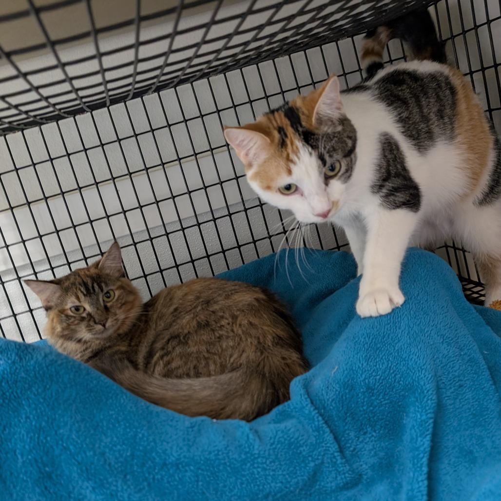 Ramona, Adoptable, Young Female Domestic Long Hair.