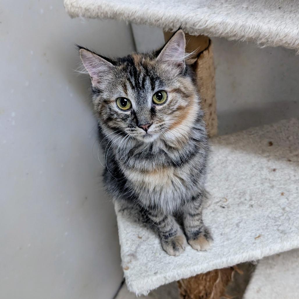 Enlarge Ramona, a Adoptable Domestic Long Hair in Milford, IA image 2/2