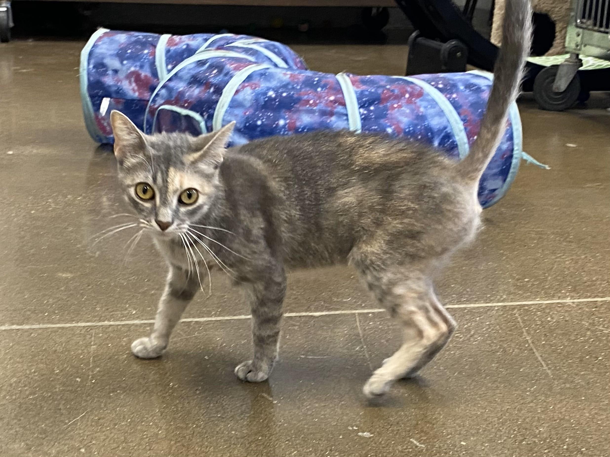 Starla, an adoptable Domestic Short Hair in Normal, IL_image-1