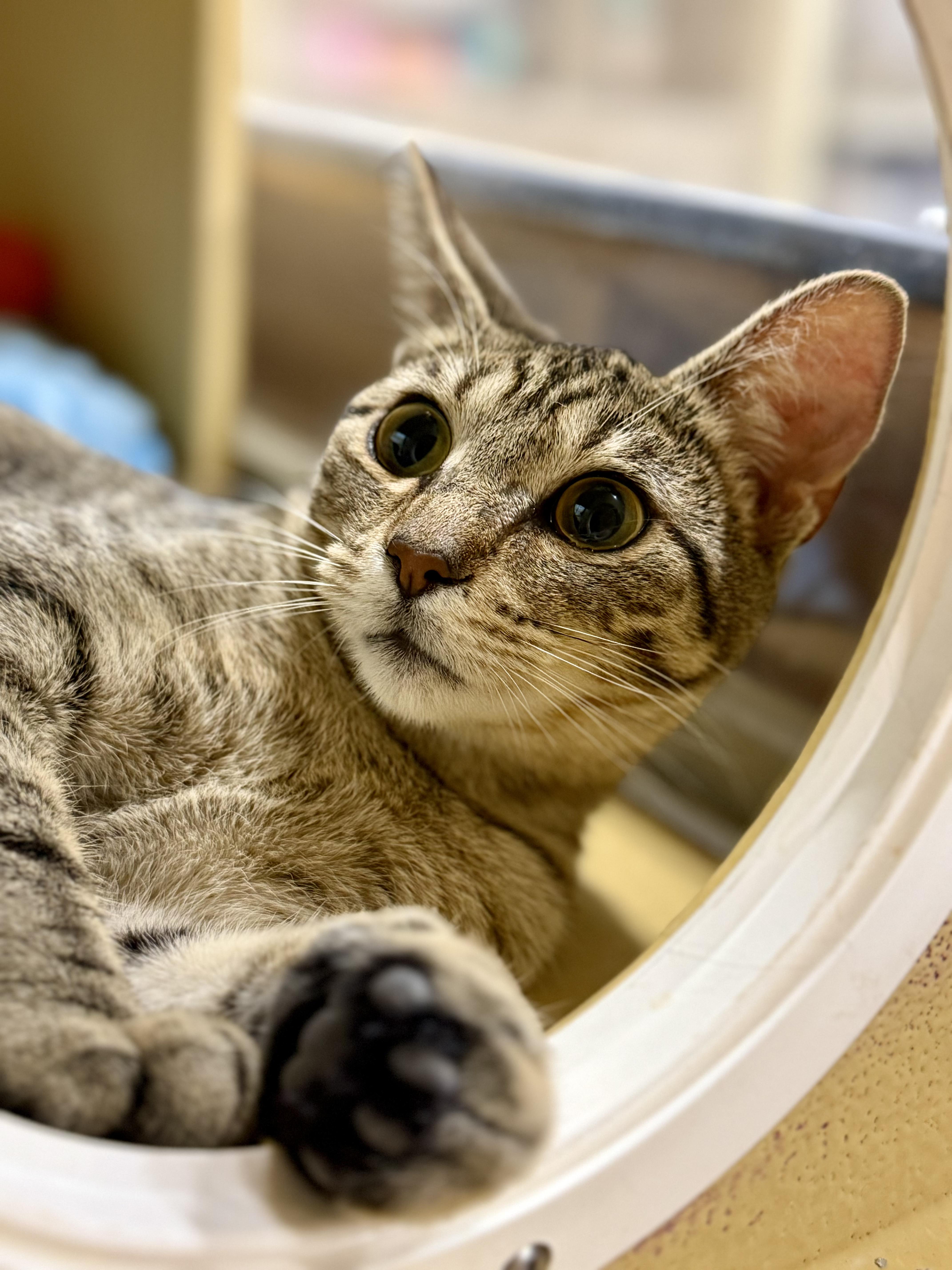 Enlarge Earl, an adopted Tabby in Charlotte, NC image 3/3