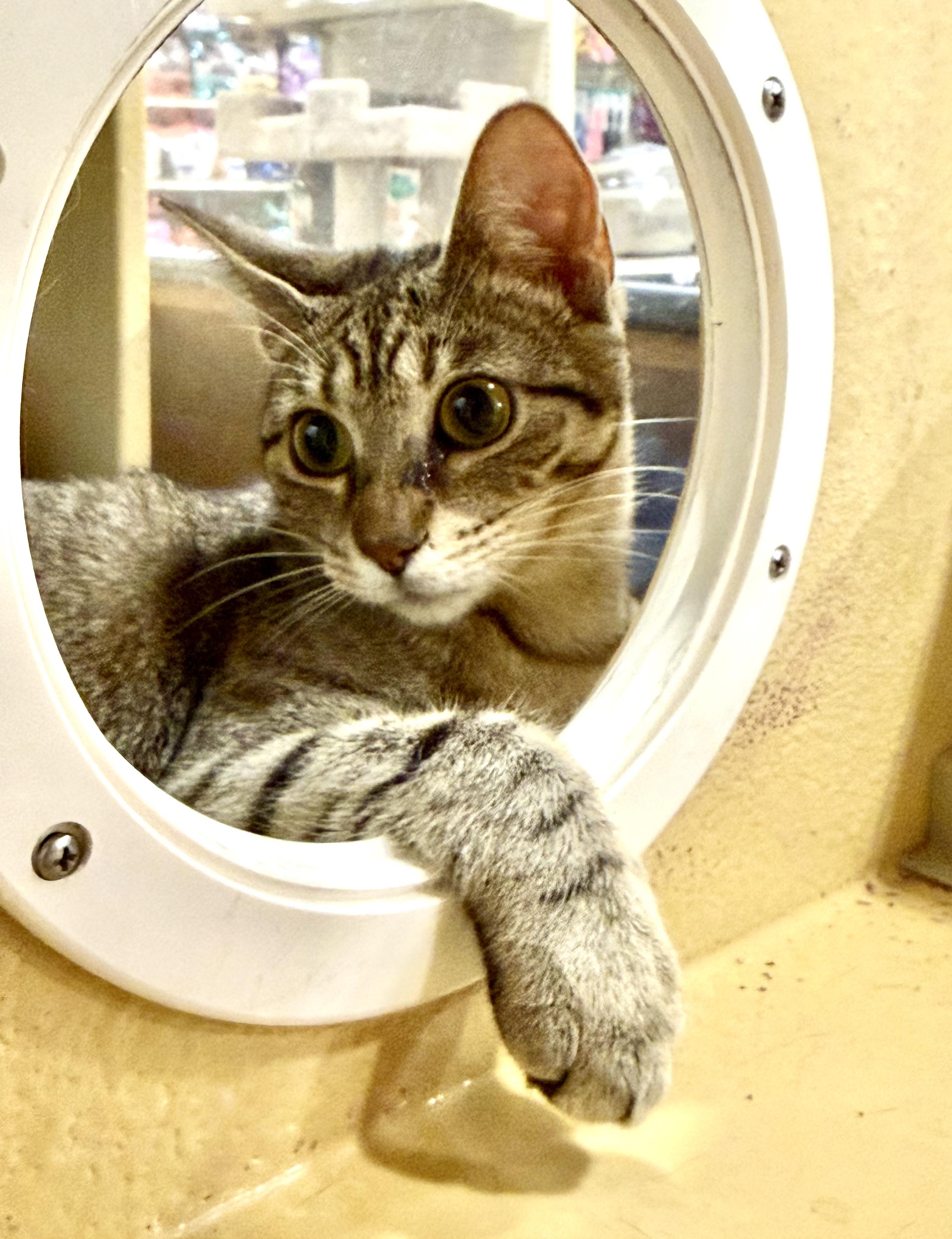 Earl, adopted, Young Male Tabby.