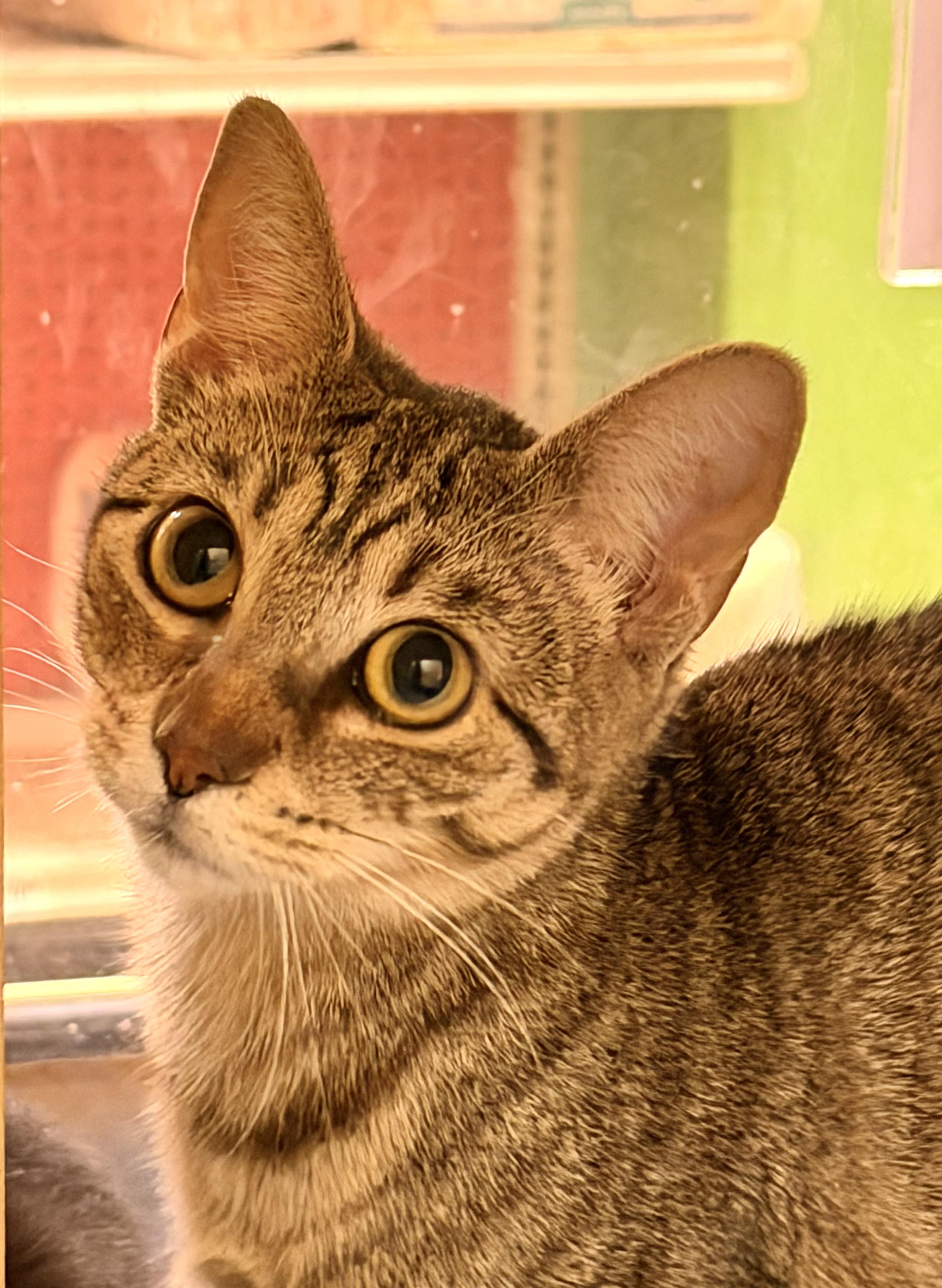 Enlarge Earl, an adopted Tabby in Charlotte, NC image 2/3