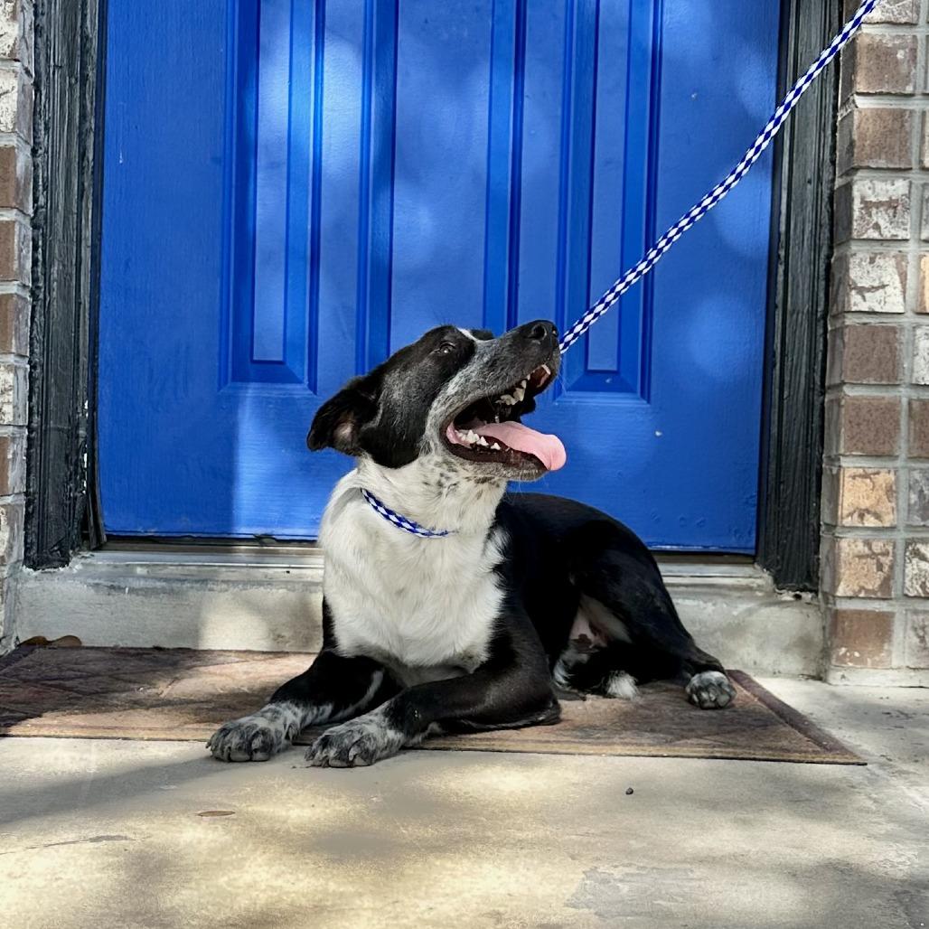 Cooper, Adoptable, Adult Male Catahoula Leopard Dog & Australian Cattle Dog / Blue Heeler.