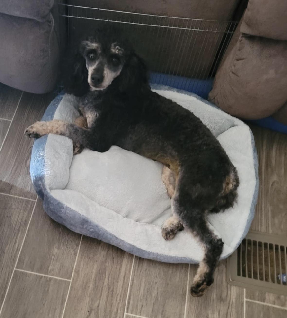 Enlarge Mirage, an adopted Miniature Poodle in Vinemont, AL image 1/1