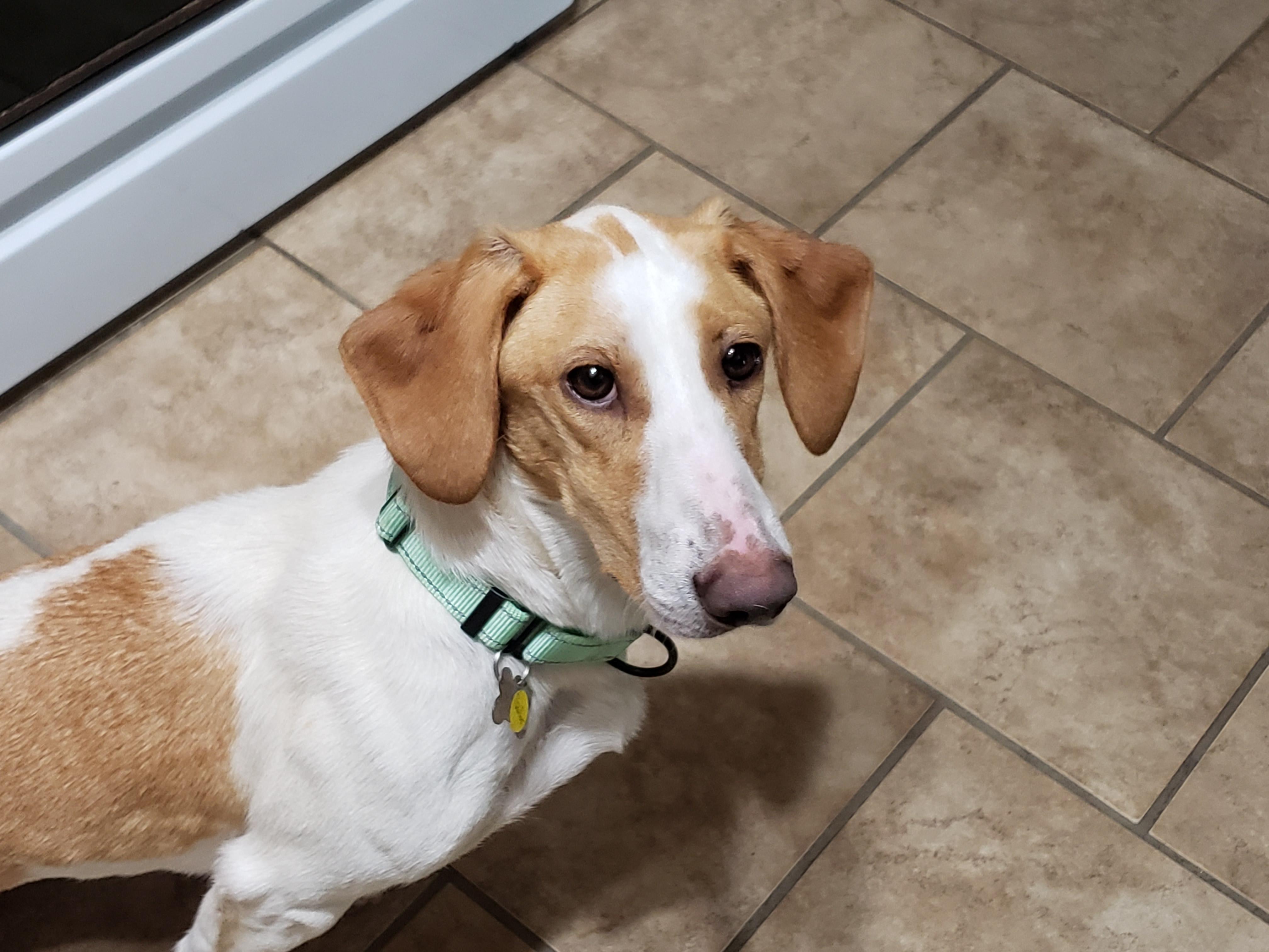Enlarge Sailor, a Adoptable mixed breed in Albany, NY image 6/6
