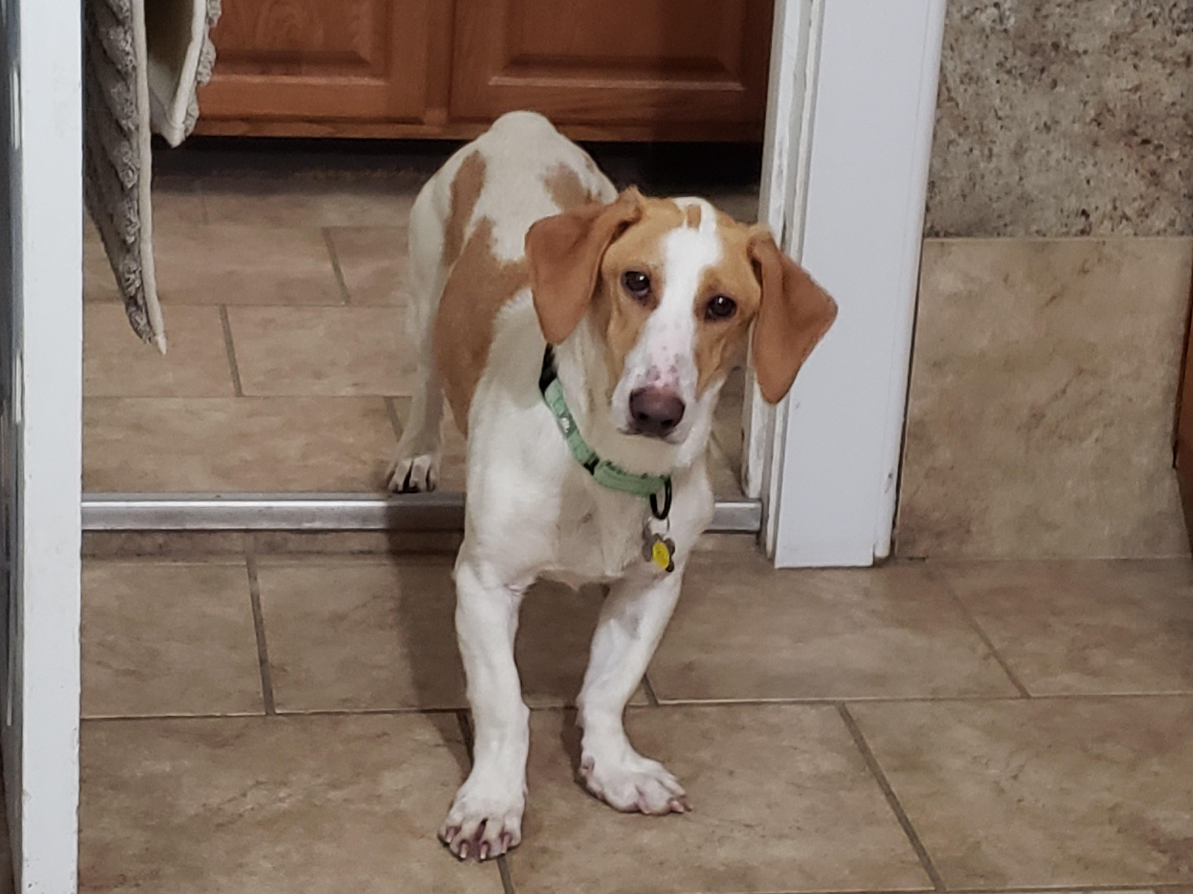 Enlarge Sailor, a Adoptable mixed breed in Albany, NY image 2/6