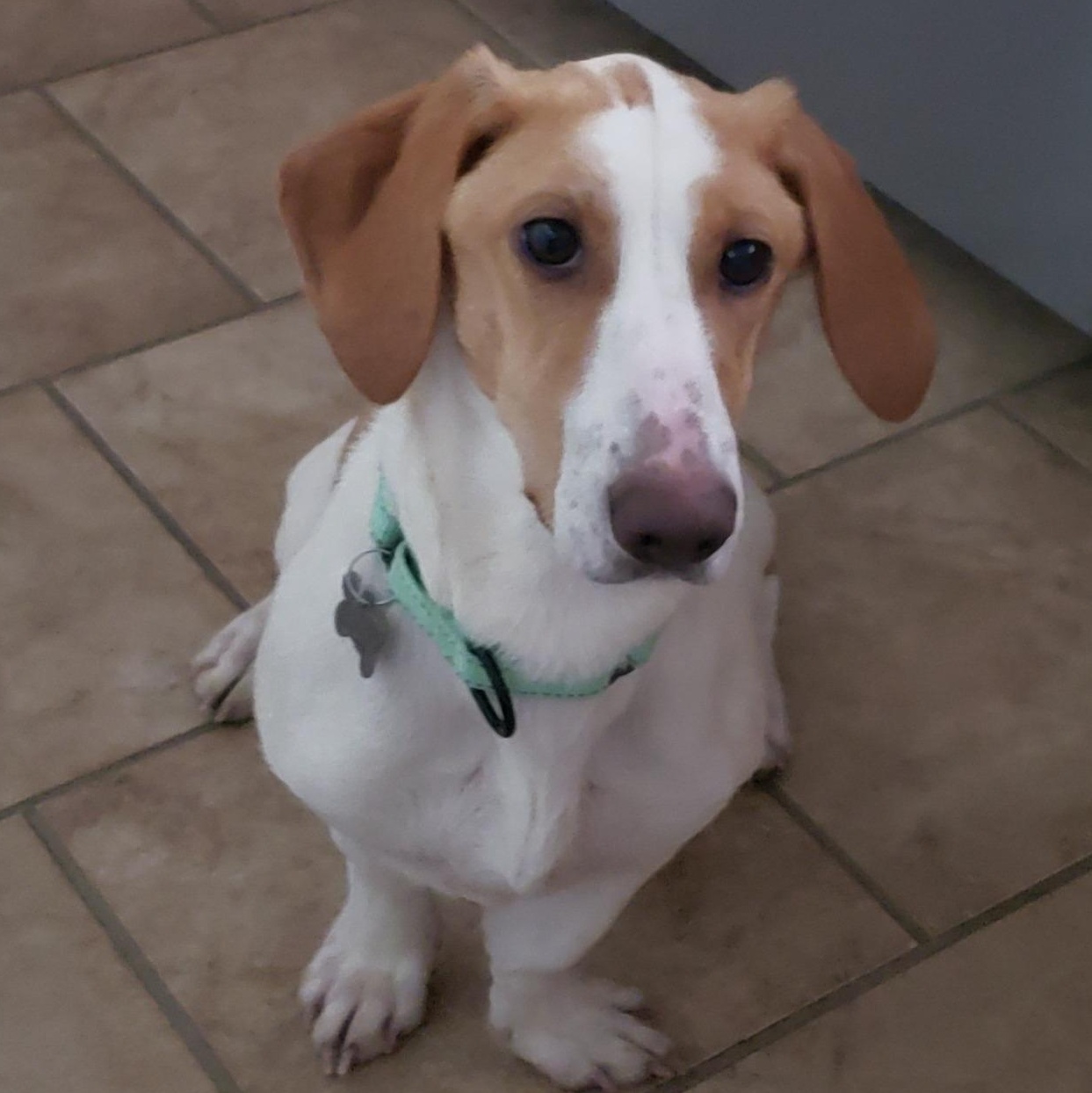 Sailor, Adoptable, Young Female Basset Hound.