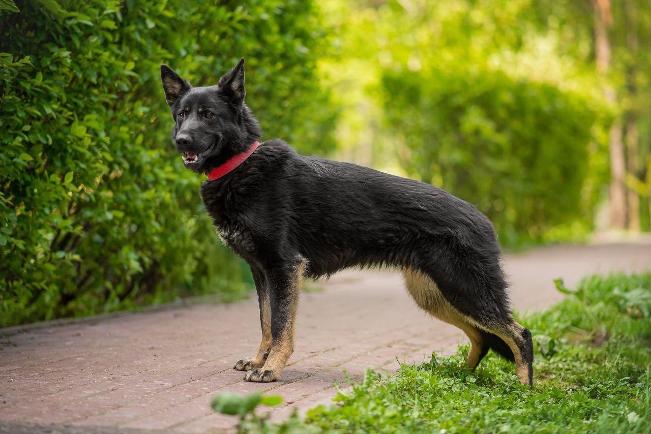 Enlarge Margo, an adopted mixed breed in Fredericksburg, VA image 2/6