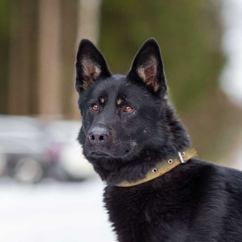 Margo, adopted, Adult Female German Shepherd Dog.