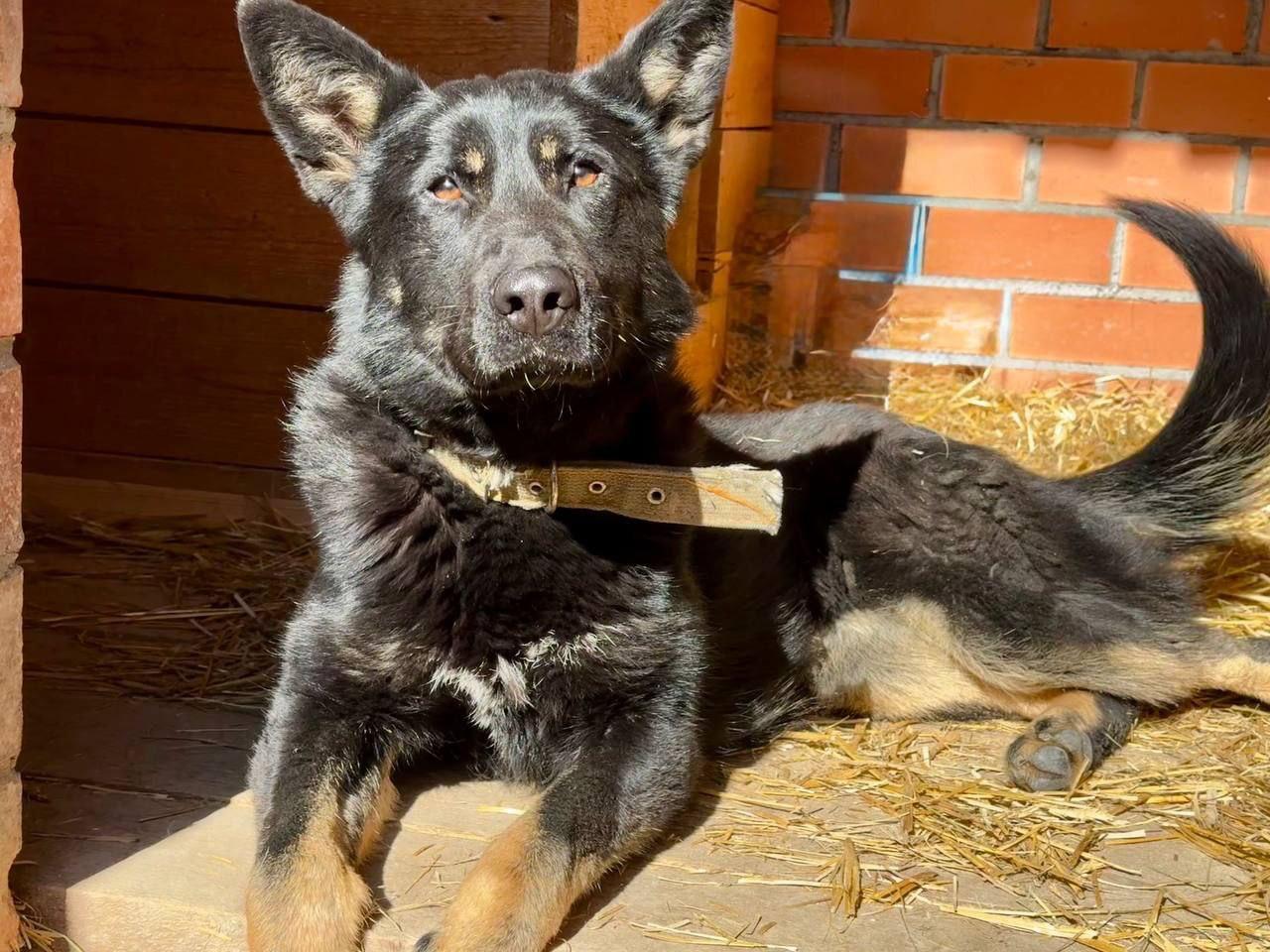 Enlarge Margo, an adopted mixed breed in Fredericksburg, VA image 5/6