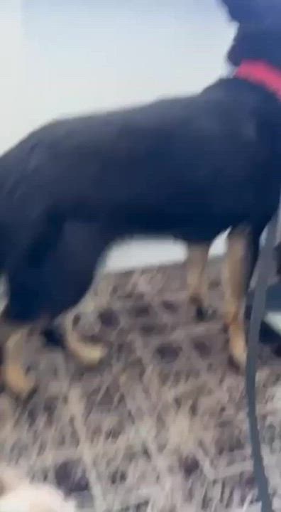 Enlarge Margo, an adopted mixed breed in Fredericksburg, VA video 6/6