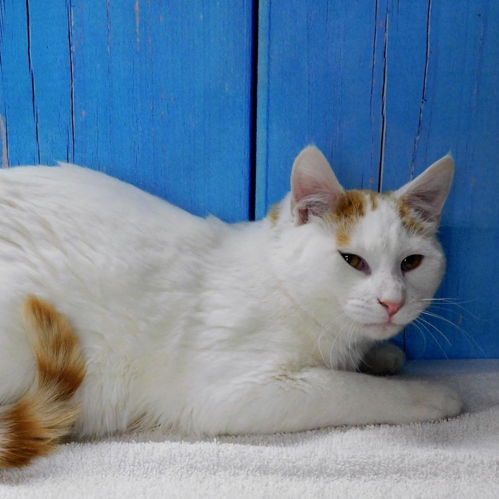 Enlarge John, a Adoptable Domestic Short Hair in Peoria, IL image 1/5