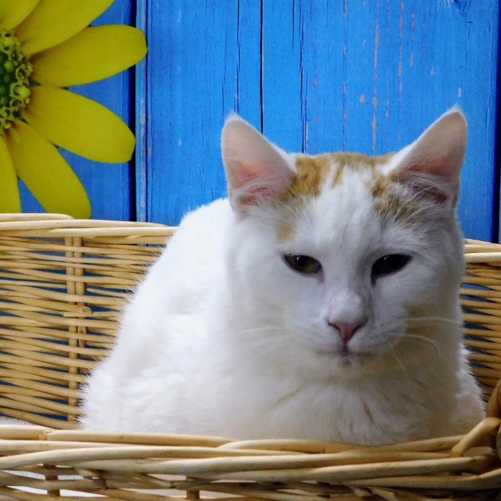 Enlarge John, a Adoptable Domestic Short Hair in Peoria, IL image 2/5