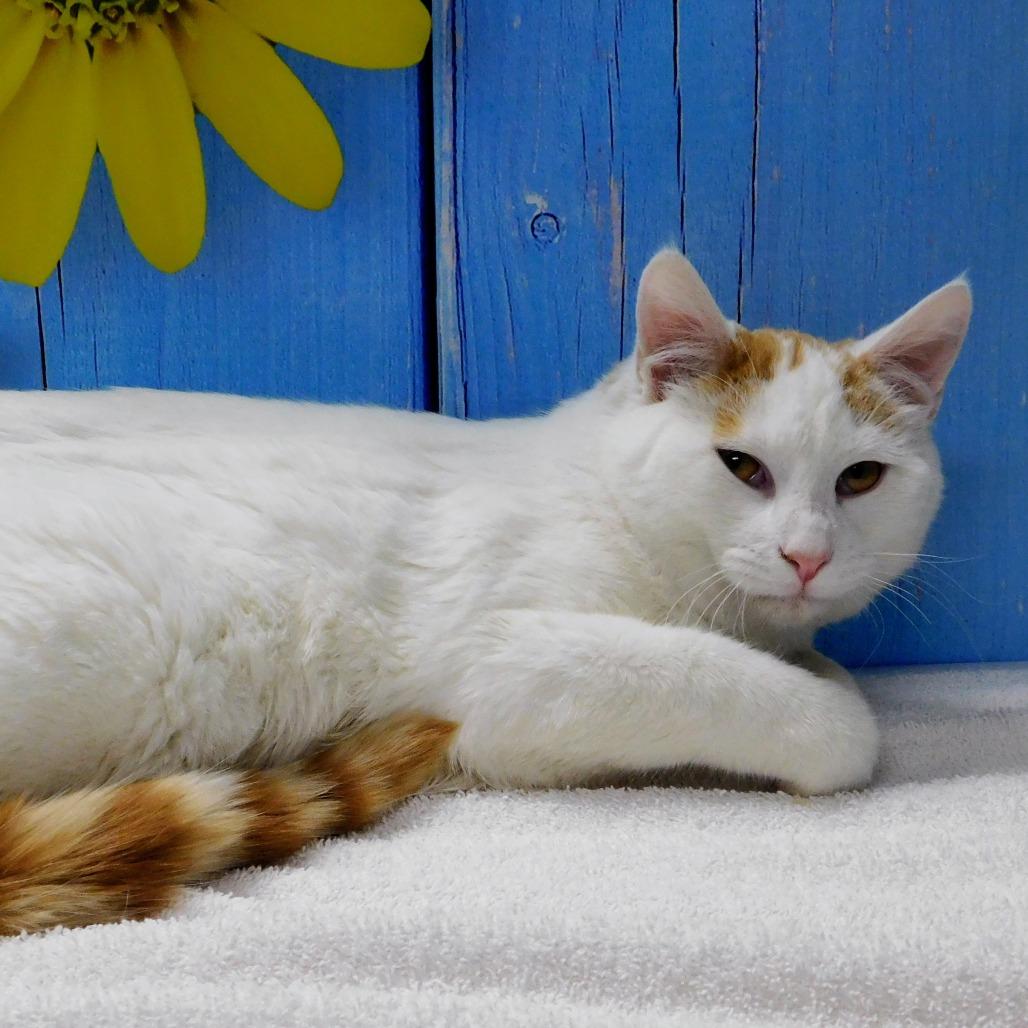 Enlarge John, a Adoptable Domestic Short Hair in Peoria, IL image 3/5