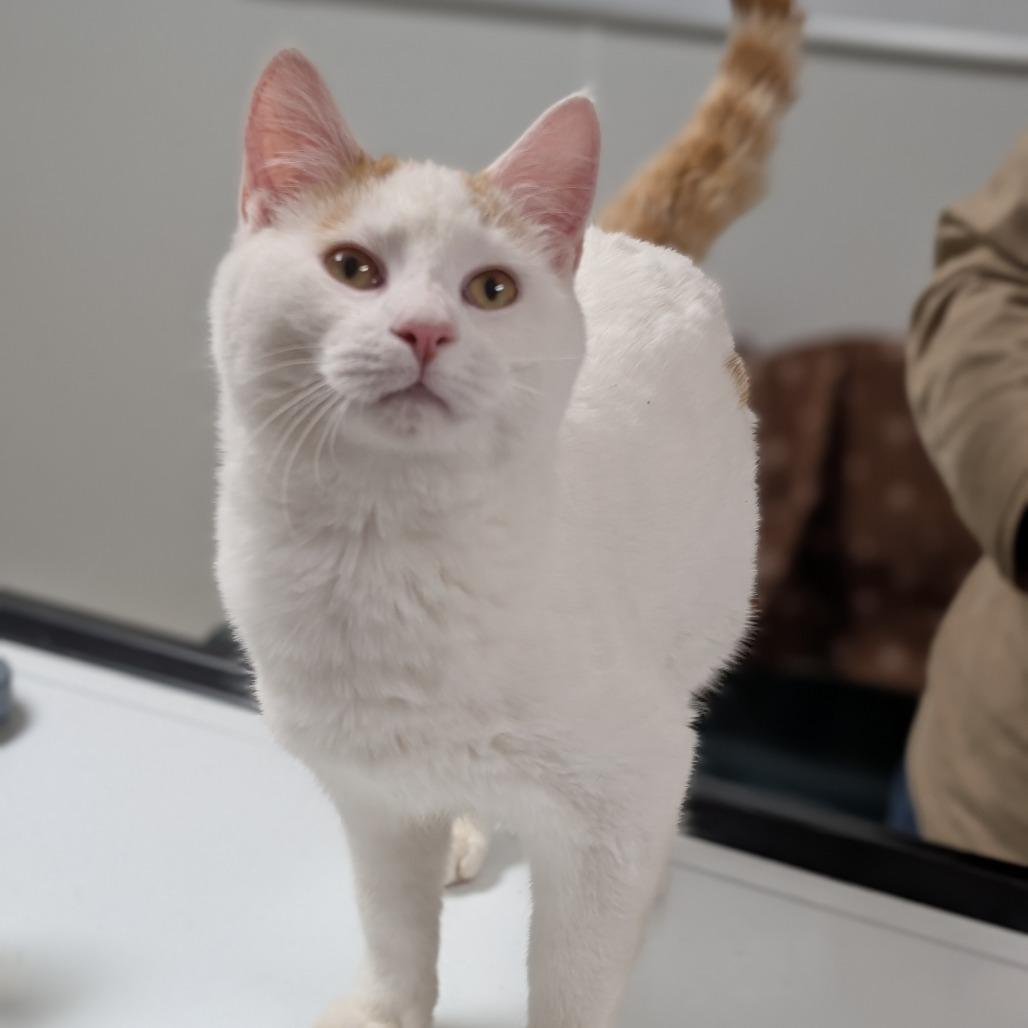 Enlarge John, a Adoptable Domestic Short Hair in Peoria, IL image 4/5