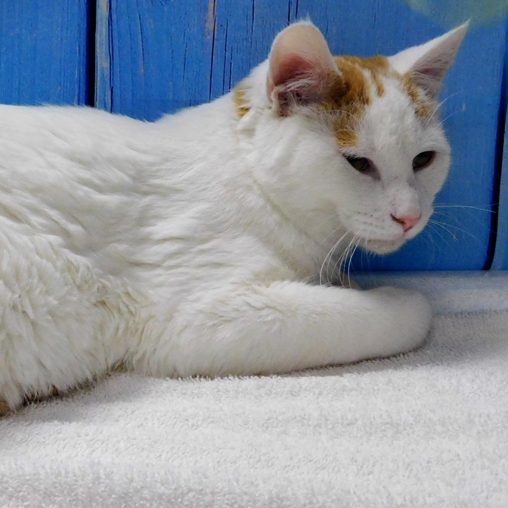 Enlarge John, a Adoptable Domestic Short Hair in Peoria, IL image 5/5