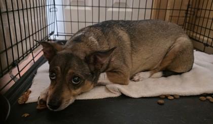 Buford, Adoptable, Senior Male Chihuahua & Mixed Breed.