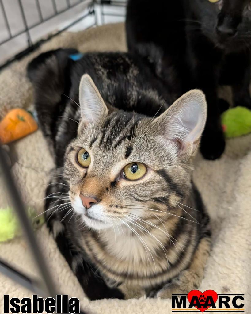 Isabella, Adoptable, Kitten Female Domestic Short Hair.