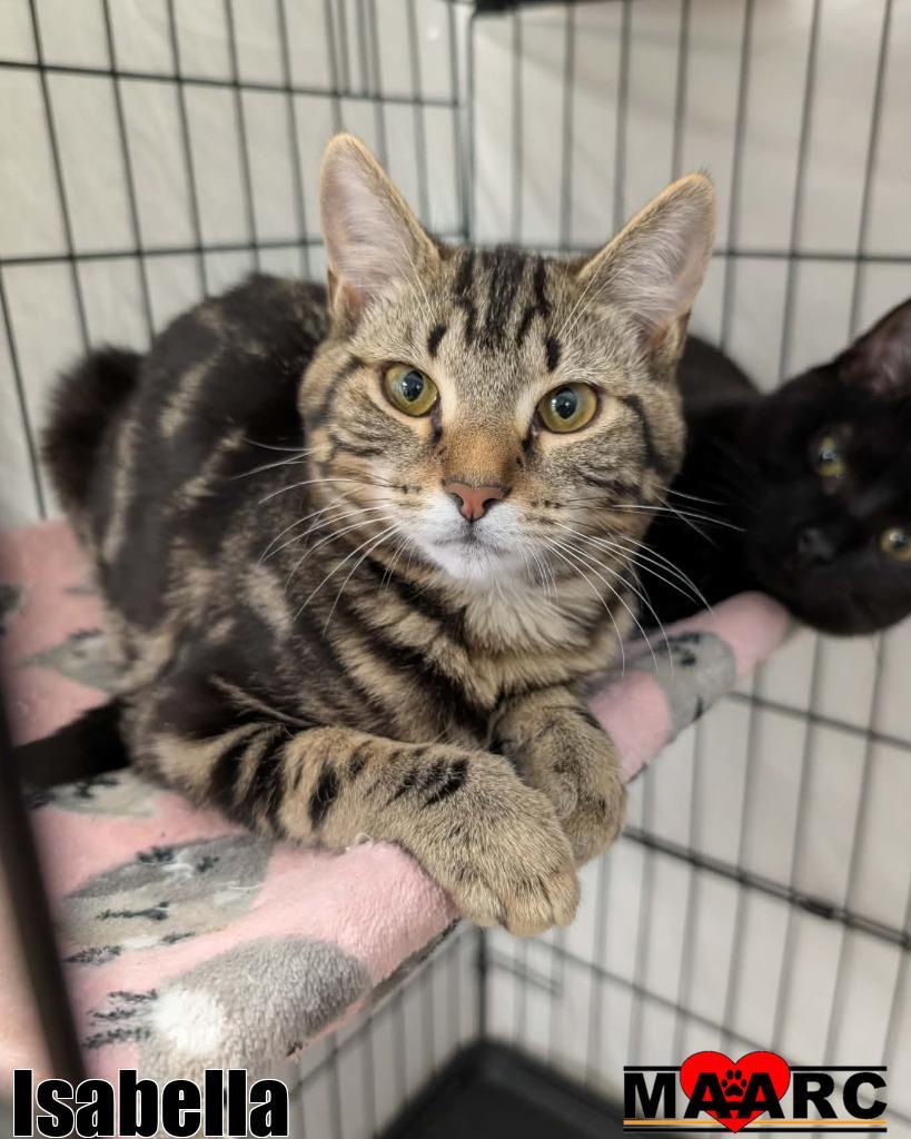 Enlarge Isabella, a Adoptable mixed breed in Maryville, TN image 2/2