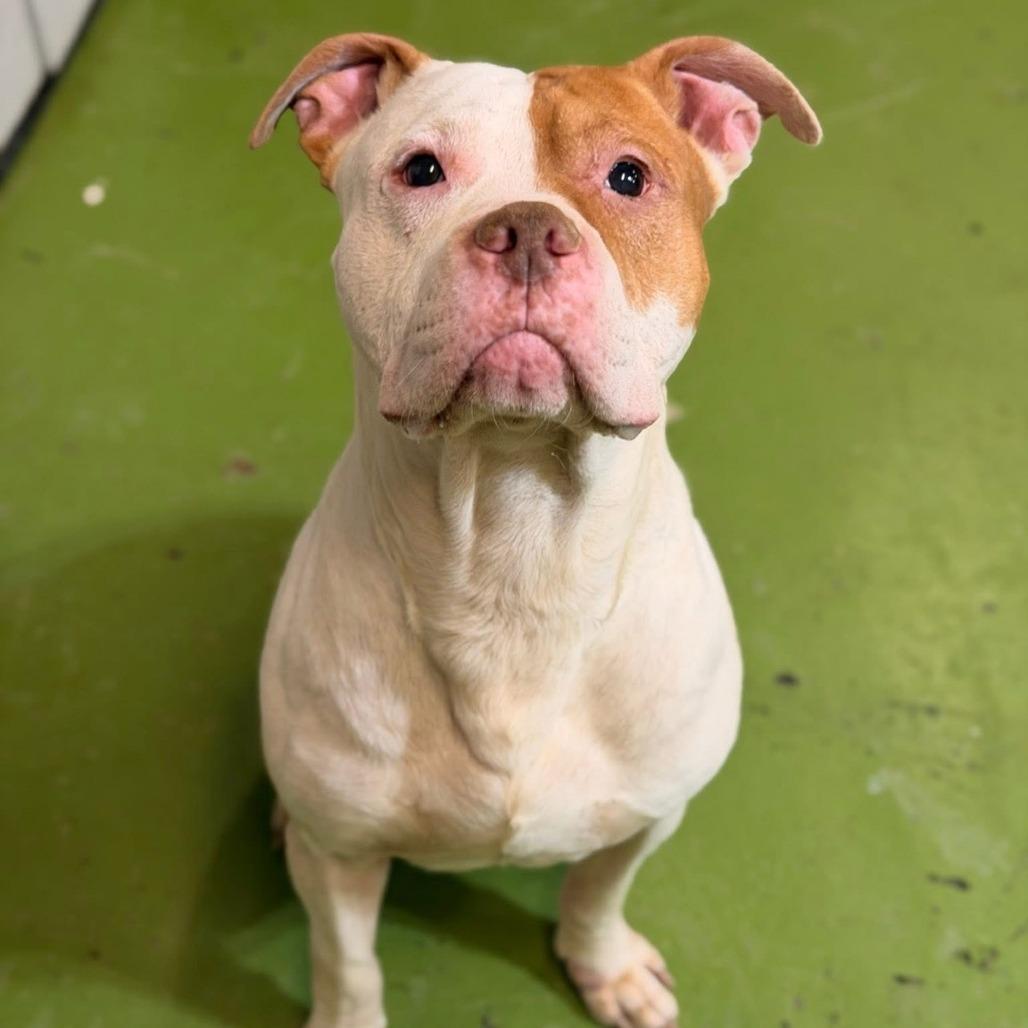 Chuck, ADOPTABLE, Adult Male Pit Bull Terrier.
