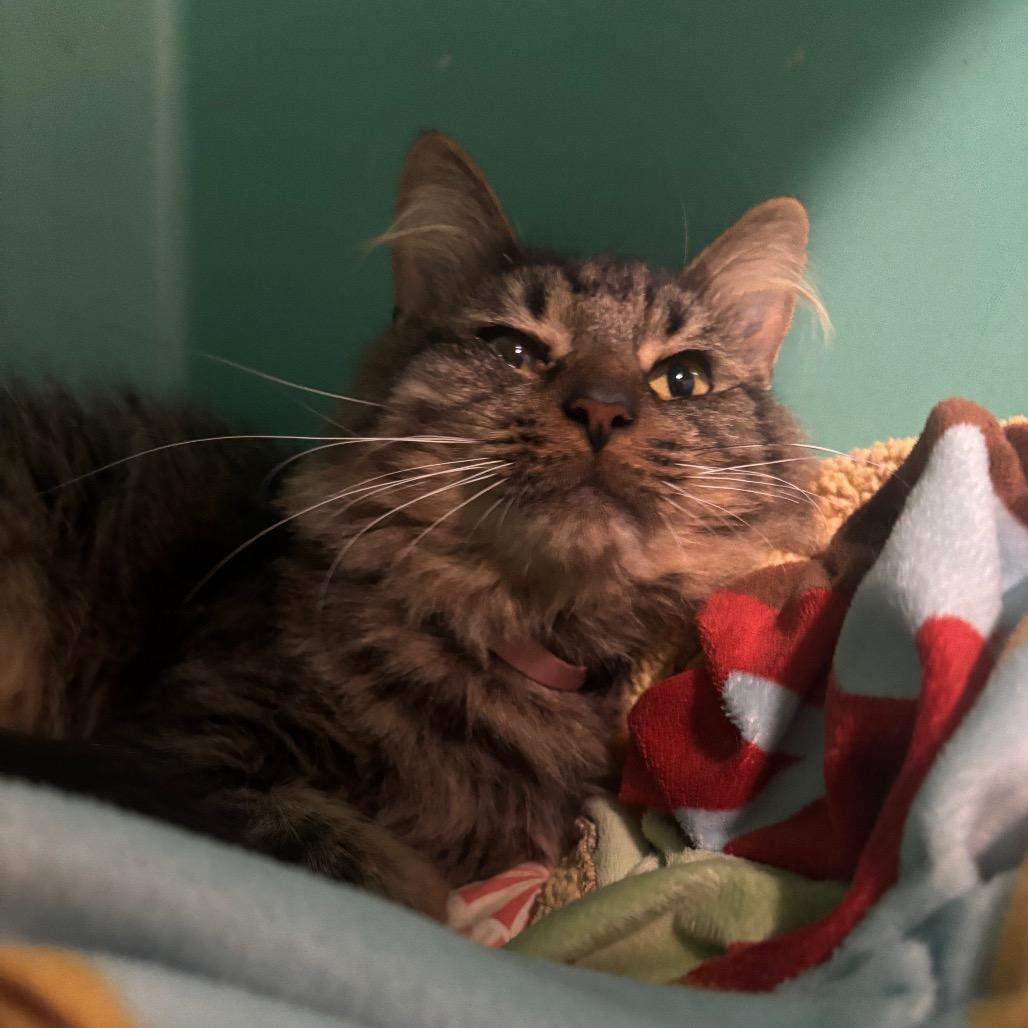 Enlarge Mr. Whiskers 91C25, a Adoptable mixed breed in Napoleon, OH image 1/6