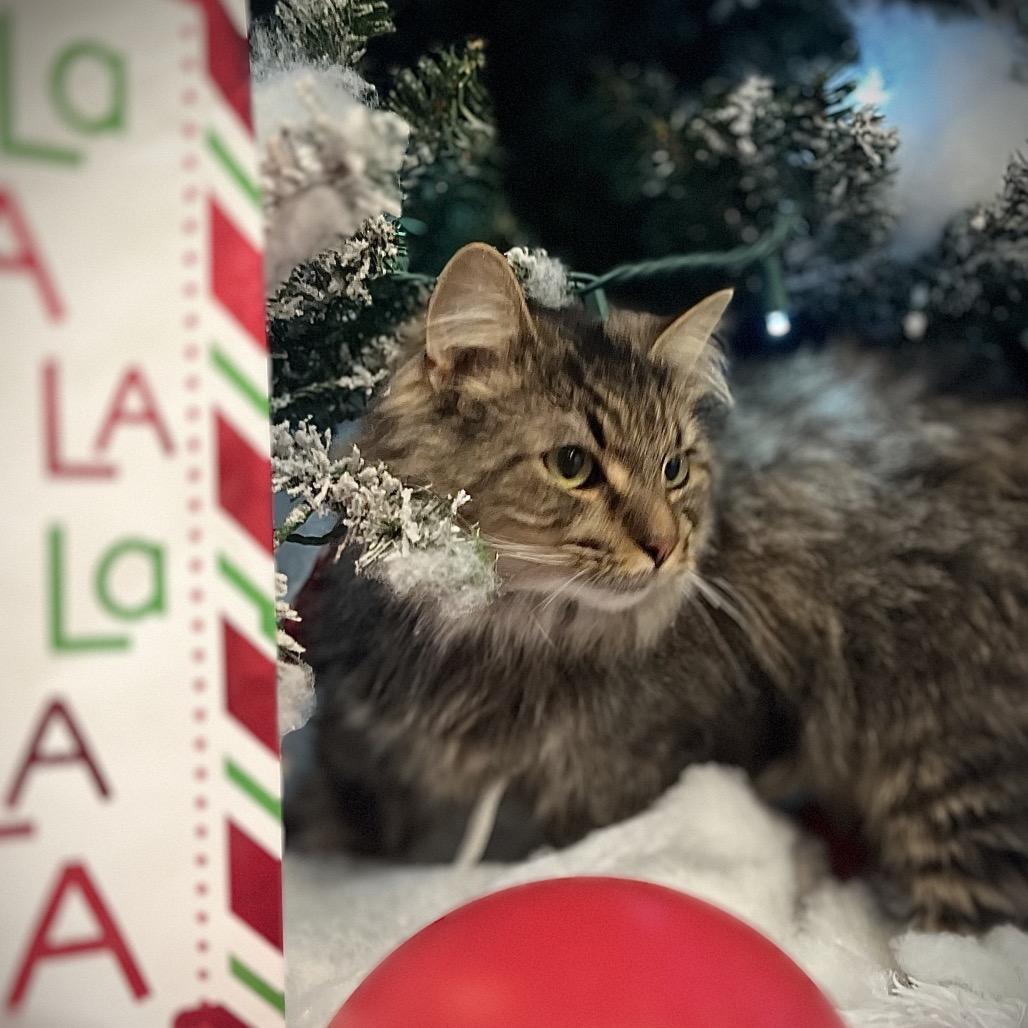 Enlarge Mr. Whiskers 91C25, a Adoptable mixed breed in Napoleon, OH image 3/6