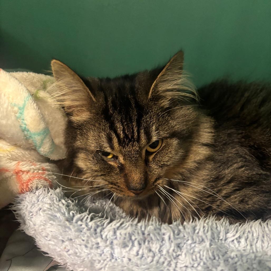 Enlarge Mr. Whiskers 91C25, a Adoptable mixed breed in Napoleon, OH image 4/6