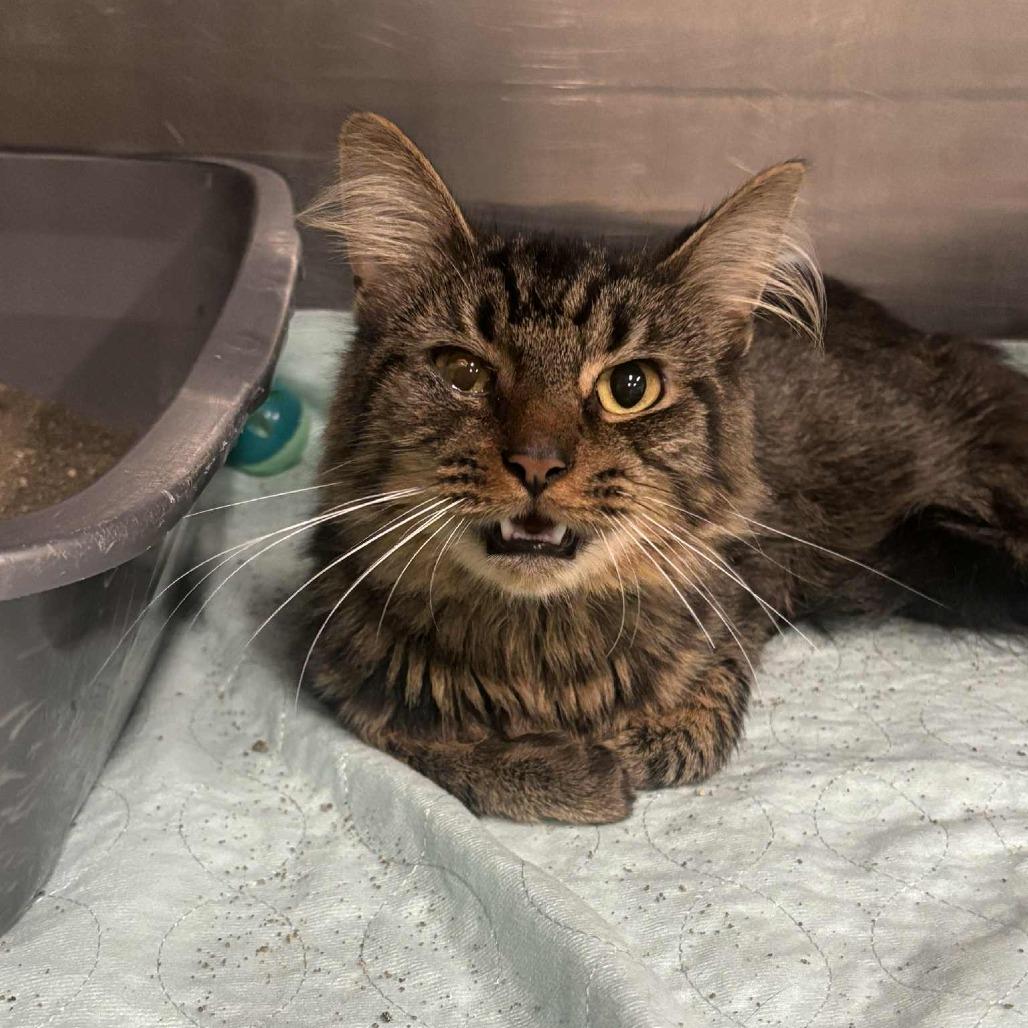 Enlarge Mr. Whiskers 91C25, a Adoptable mixed breed in Napoleon, OH image 5/6