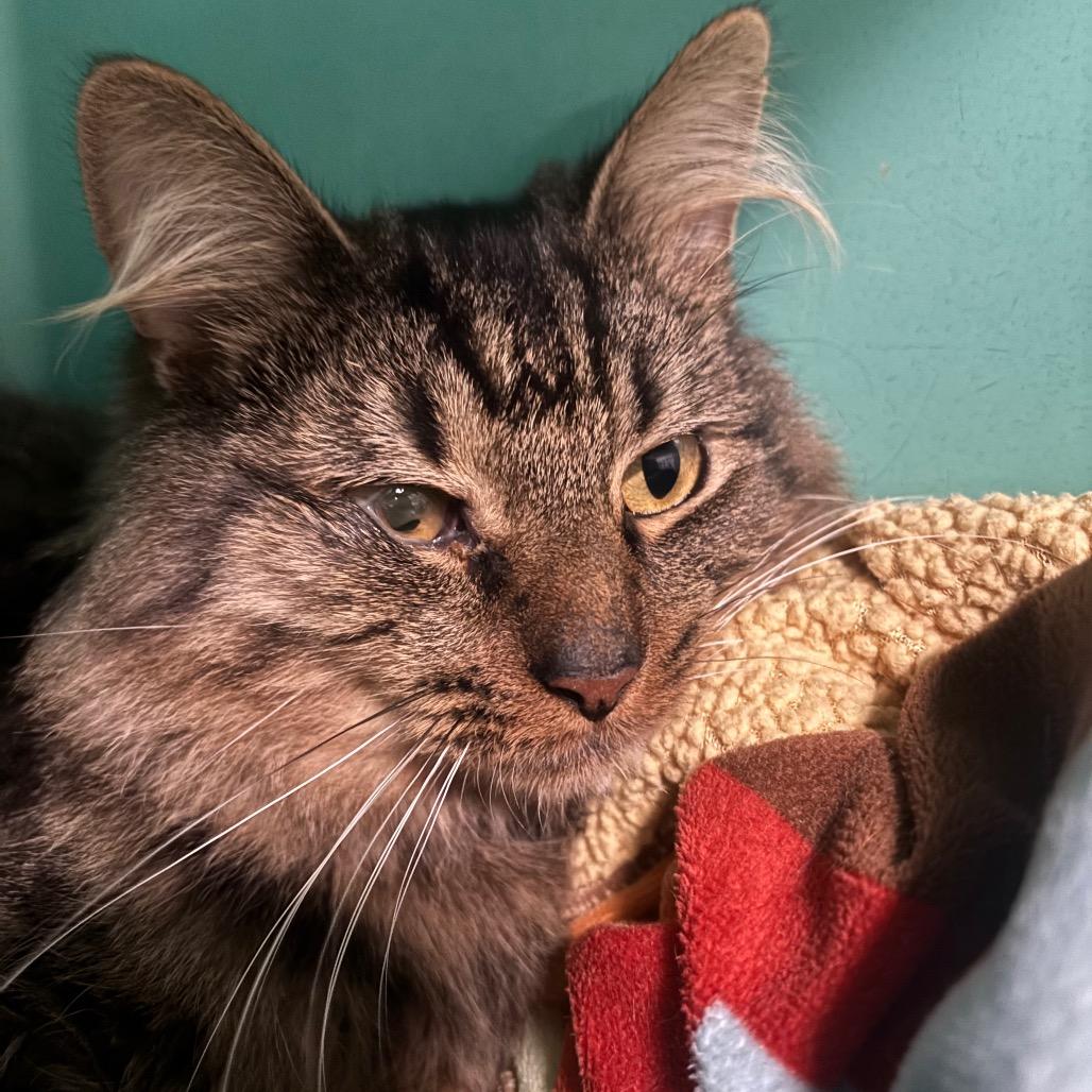 Enlarge Mr. Whiskers 91C25, a Adoptable mixed breed in Napoleon, OH image 6/6