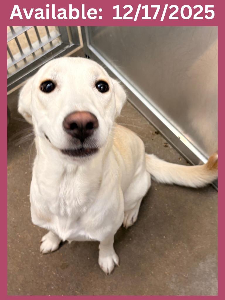 Dog Kennel #12 Paris, Adoptable, Young Female Labrador Retriever & Mixed Breed.