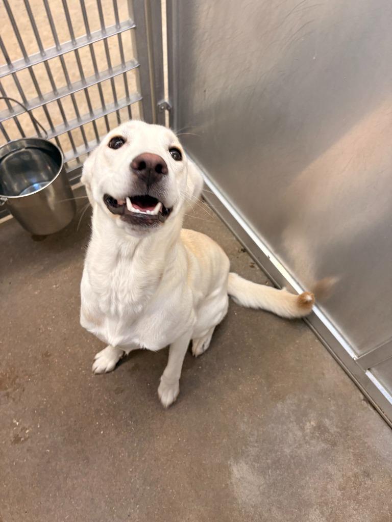 Enlarge Dog Kennel #12 Paris, a Adoptable mixed breed in Greenville, TX image 2/2